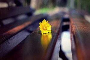 秦羽何倩倩最新章节更新时间及评价及评论