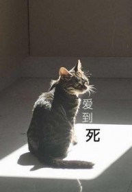 爱到死讲了什么