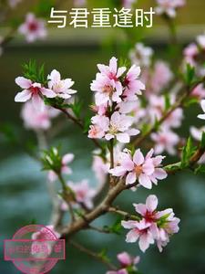 与君重逢时百度