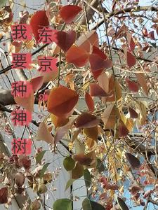 东京喰种神父图片